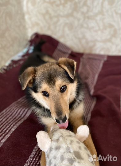 Патрик ищет семью