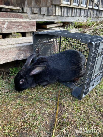 Кролики самец и самки
