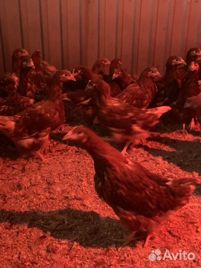 Куры молодки, бройлер