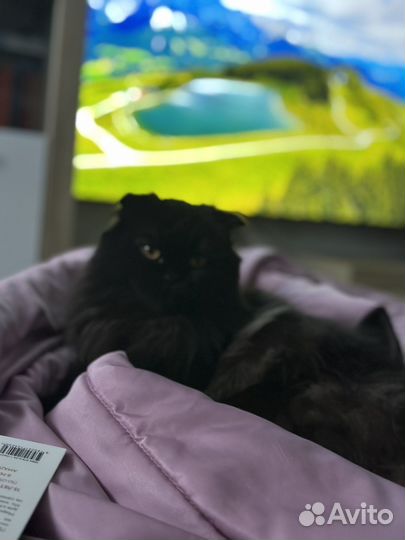 Шотландская вислоухая