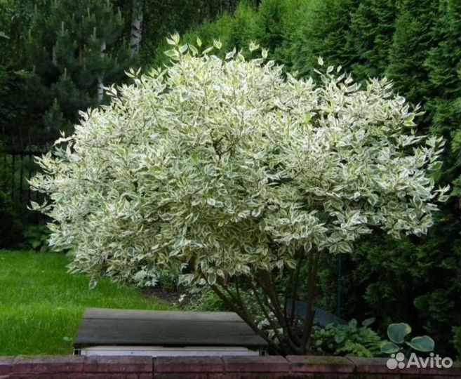 Дерен Элегантиссима