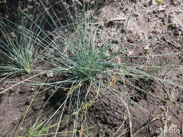Замиокулькас,овсяница сизая,декор.травк,мак,аконит