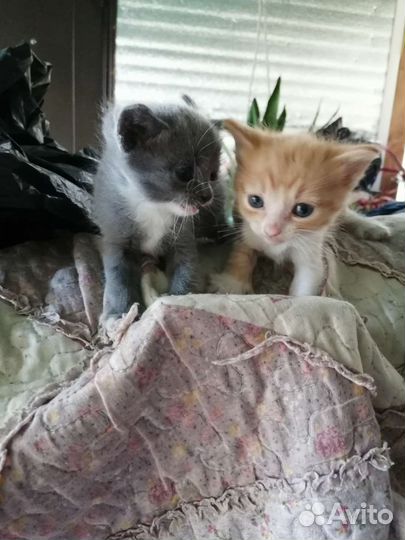 Котята дворовые, мама трех цветная