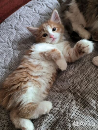 Кошка в дар