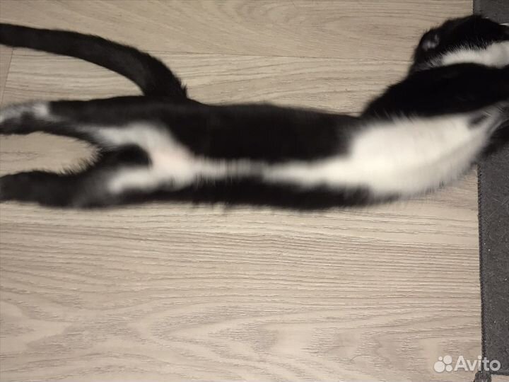 Котята шотландцы вислоухие