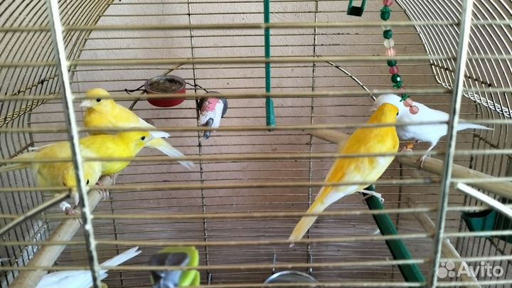 Кенара и канарейки