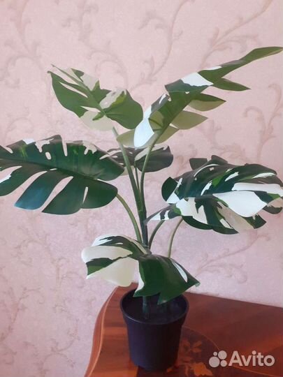 Растения икеа