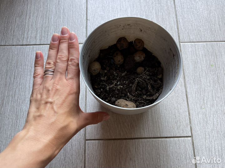 Горшок для цветов отдам