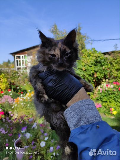 Отдам котят
