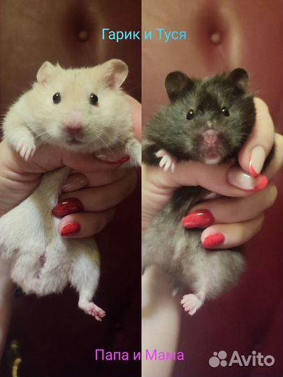 Сирийский хомяк