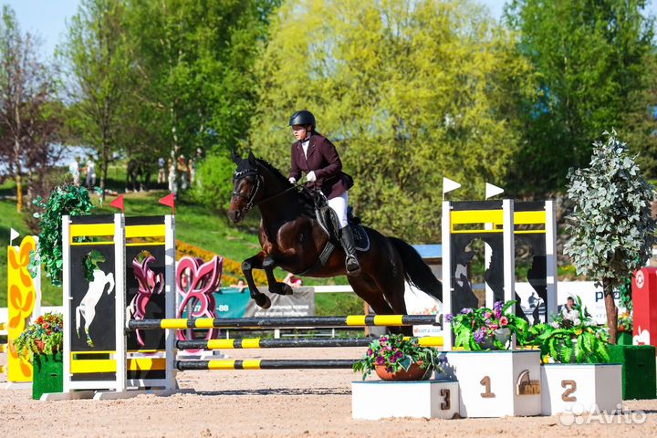 Великолепный конь в аренду