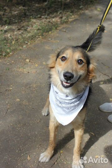 В добрые руки