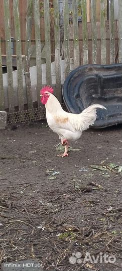 Молодые петухи