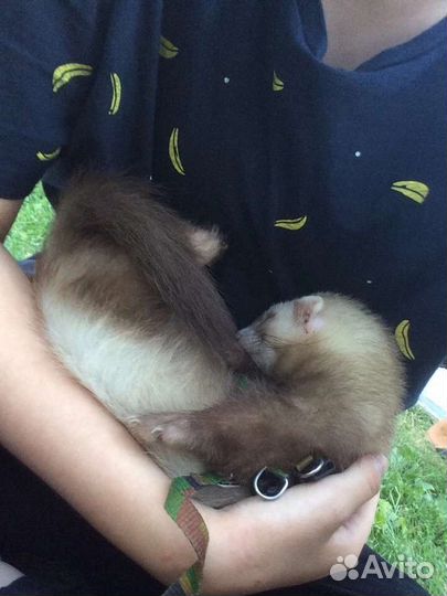 Передержка животных