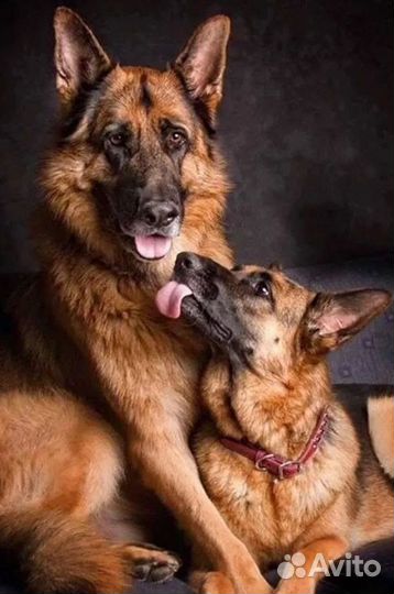 Щенки немецкой овчарки