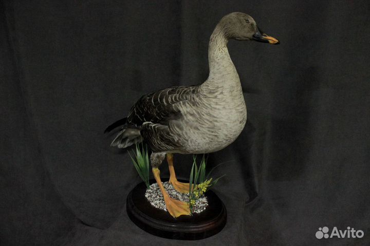 Чучело птицы Гусь (иммитация)