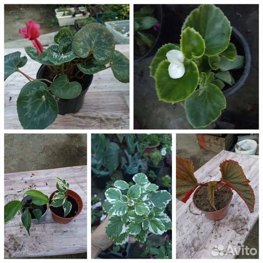 Комнатные цветы