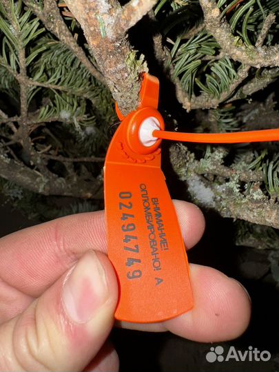 Пихта арт 02494749