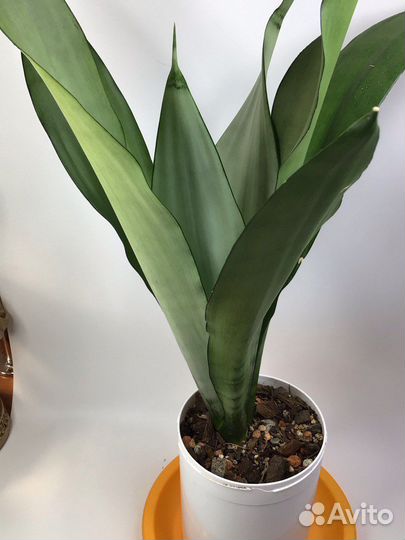 Сансевиерия муншайн