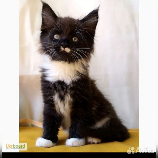 Котята Мейн Кун