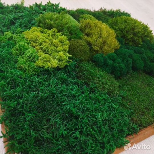 Стабилизированный мох ягель от производителя оптом