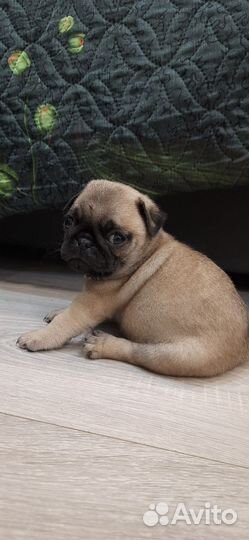 Щенки мопса