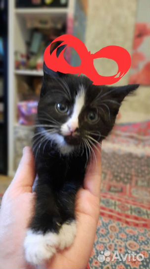 Кошка в дар