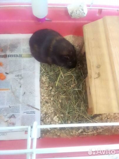 Морская свинка