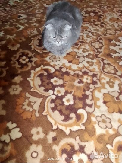 Кошка ищет дом