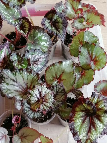 Бегония декоративно лиственная