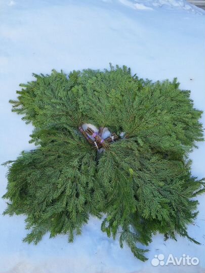 Веники для бани. Эвкалипт Только оптом от 100шт