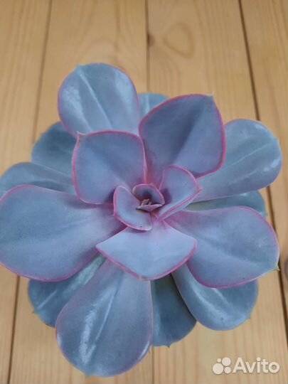 Граптопеталум, эхеверии