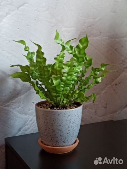 Папоротник Асплениум в керамическом горшке