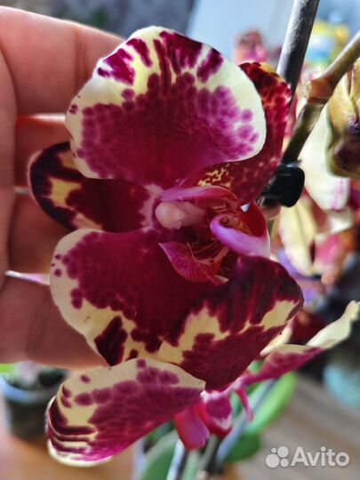 Орхидеи редкие