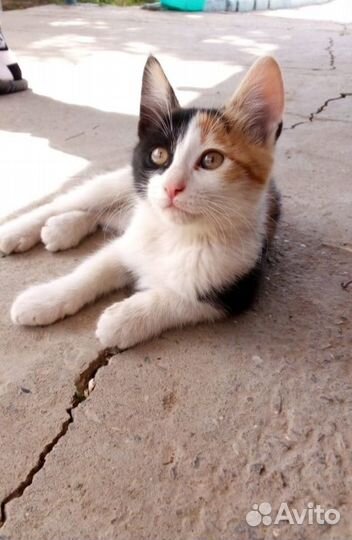 Отдам бесплатно котёнка девочка,к лотку приучена