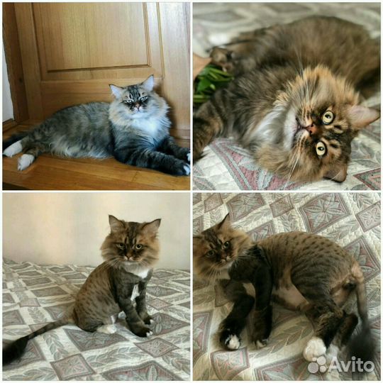 Стрижка кошек)