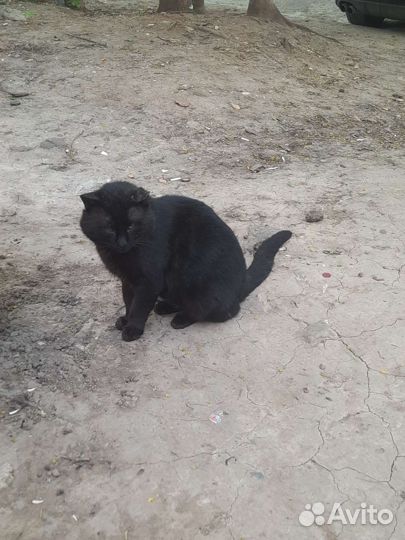 Брошенный трогательный кот в добрые руки