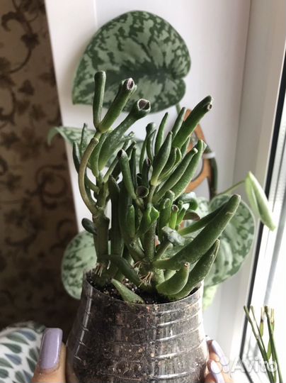 Толстянка хоббит