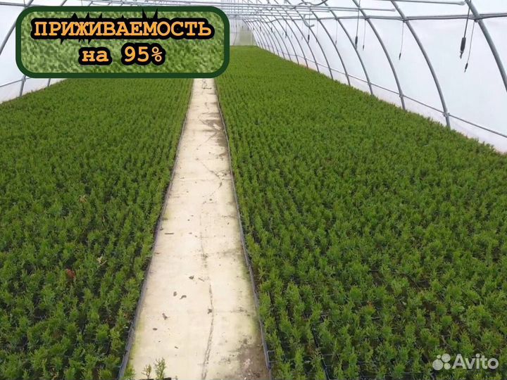 Сеянцы сосны и ели с окс