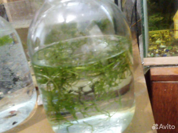 Водоросли для аквариума