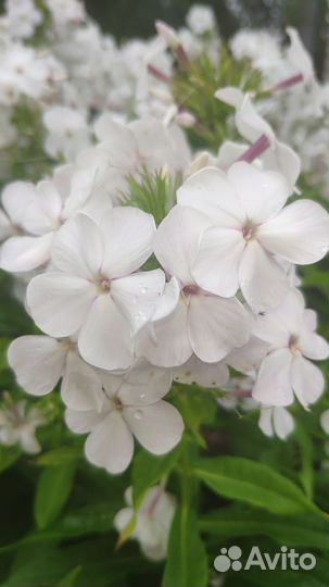 Флокс метельчатый белый