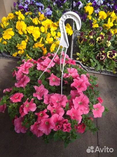 Петуния, виола