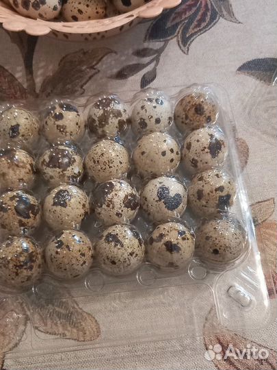 Яйца перепелиные домашние
