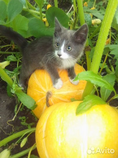 Яблоки. тыква,топинамбур с доставкой