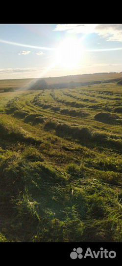 Сено в рулонах