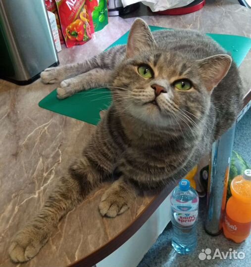 Кошка в добрые руки