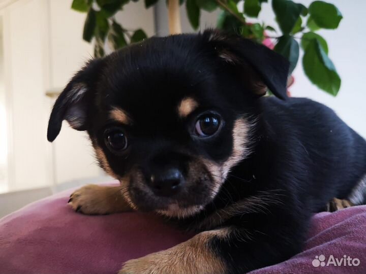 Щенки чихуахуа