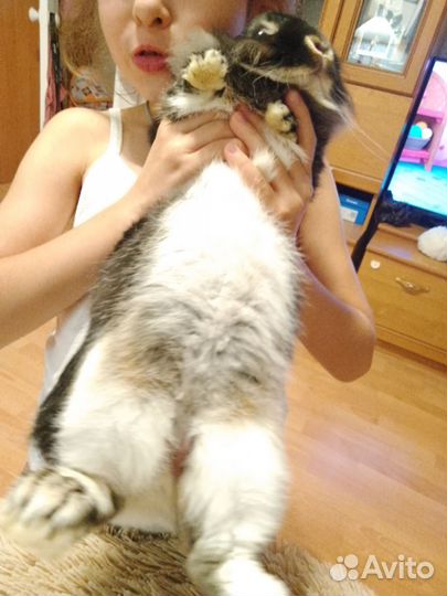 Вязка декоративного кролика