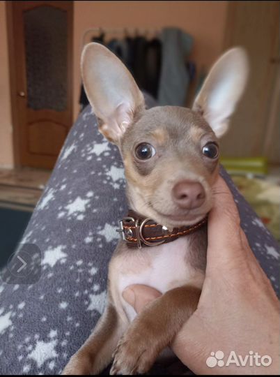 Домашняя передержка животных