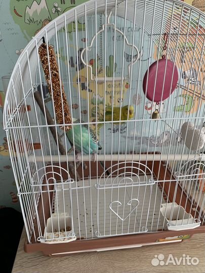 Волнистый попугай